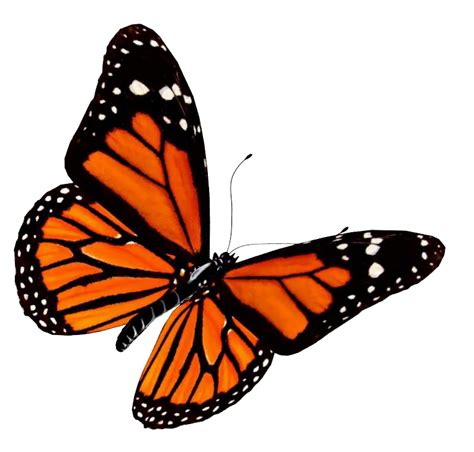 Butterfly Find And Download Best Transparent Png Clipart Images At 2a1