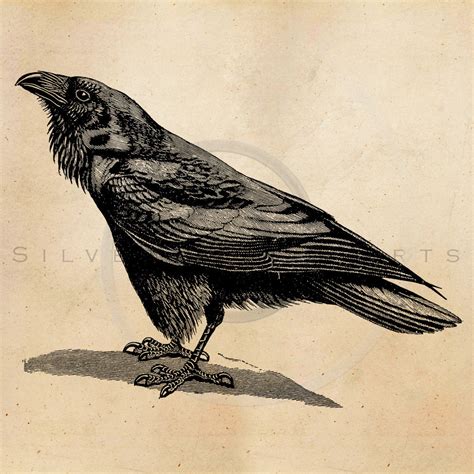 Vintage Raven Crow Illustration Printable 1800s Antique Birds Etsy