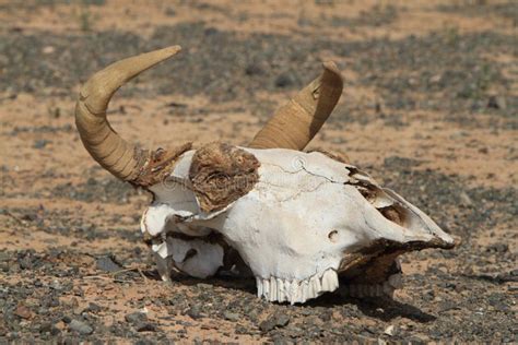 Cow And Horse Skull Stock Image Image Of Skeleton Bones 37253689