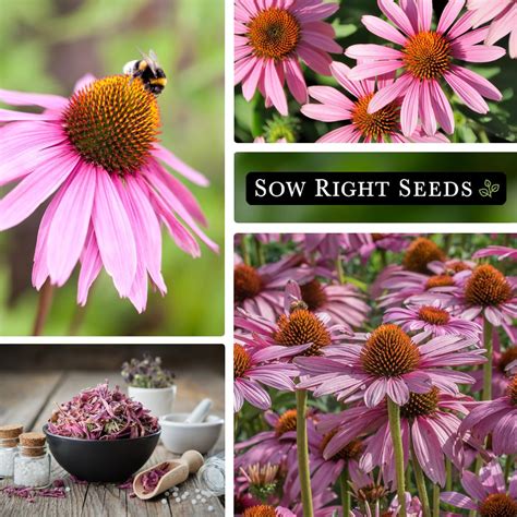 Sow Right Seeds Semillas De Flor De Equin Cea Moradaequin Cea Para