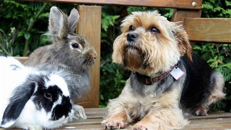 Can Rabbits And Dogs Live In The Same Home