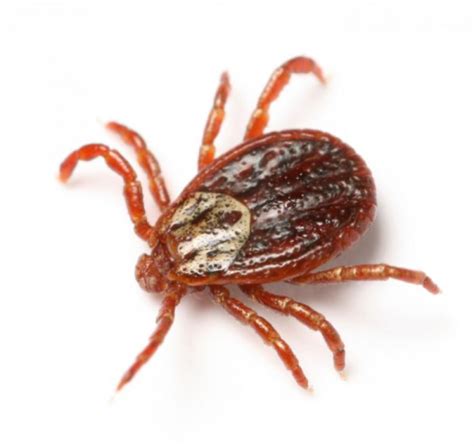 Ticks And Tick Prevention Deschutes County Oregon