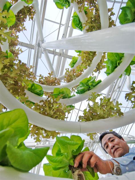 If you aren't already acquainted with the concept of hydroponics, it is the process of growing crops or individual plants in an aqueous medium. How Long Does It Take to Grow Hydroponic Vegetables? | HGTV
