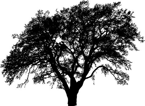 Tree Silhouette Tree Vector Png Download 22801677 Free