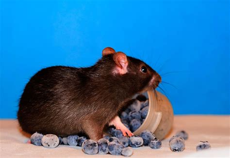 Baby rat in blueberries | Baby rats, Rats, Brown babies