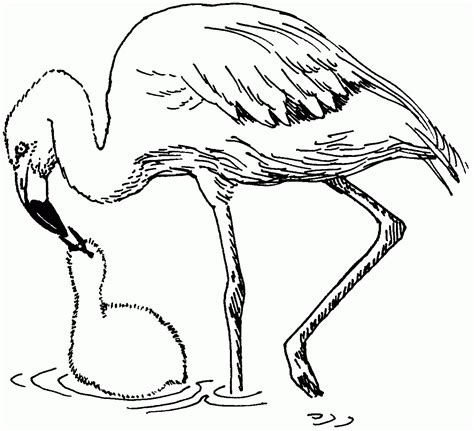 Flamingo Coloring Page - Coloring Home