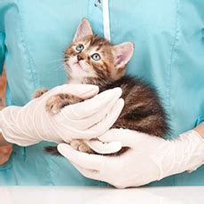 Visit us today for great cat care! Pender Veterinary Clinic | Veterinarian & Animal Clinic in ...