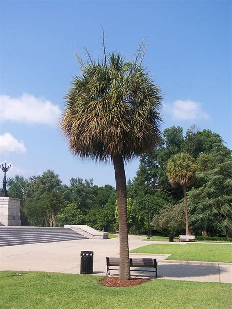 Palmetto South Carolina State Tree A Photo On Flickriver