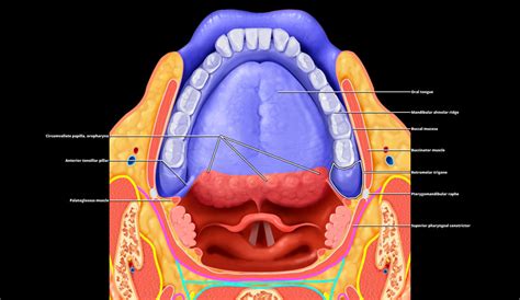 Oral Cavity Overview Radiology Key