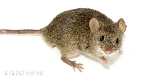 Global Implications For Nz Million Dollar Mouse Success Bbc News