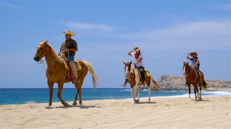 10 Top Things To Do In Los Cabos 2020 Attraction And Activity Guide