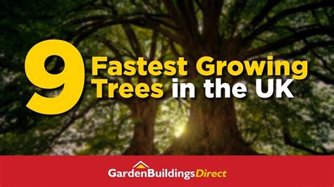 The 9 Fastest Growing Trees You Can Grow In The Uk Youtube