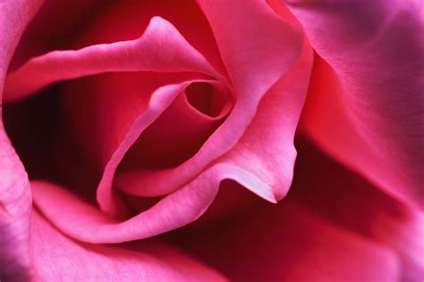 Close Up View Of A Pink Rose Macmillan Dictionary Blog