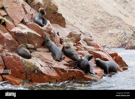 Ballestas Islands With Birds Seals And Sea Lions Peru Stock Photo Alamy