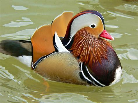 Ecologist penny anderson describes the flamboyant ducks that visit her garden. File:Mandarin Duck (Aix galericulata) (6950451856).jpg ...