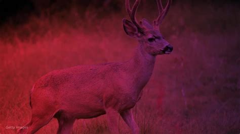 Hunter Dies After Being Attacked By A Deer Hed Just Shot