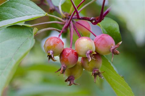 We have been growing for over 50 years! Native Crab Apple Tree (Malus sylvestris) - The Curious ...