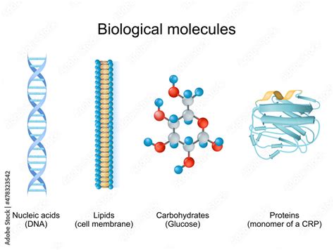 Types Of Biological Molecule Carbohydrates Lipids Nucleic Acids And