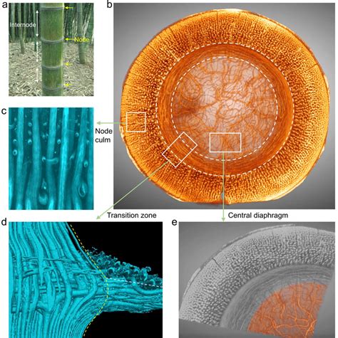 Hierarchical Fiber Structure O Image Eurekalert Science News Releases