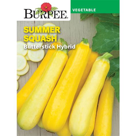 Burpee Butterstick Hybrid Straightneck Summer Squash Vegetable Seed 1