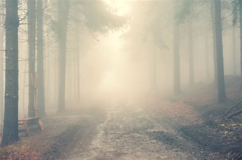 A Foggy Day In A Forest Behance