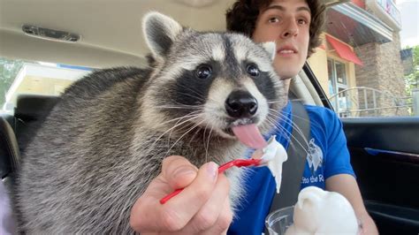 Can You Have A Pet Raccoon In Ohio