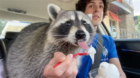 Taking My Pet Raccoon Through The Drive Thru One Year Later Youtube