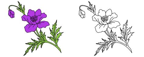 Outline Pictures Of Flowers For Coloring Best Flower Site