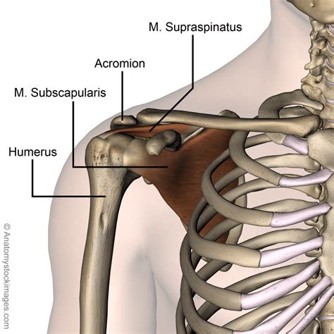 Anatomy Shoulder Bone Supraspinatus Tendon