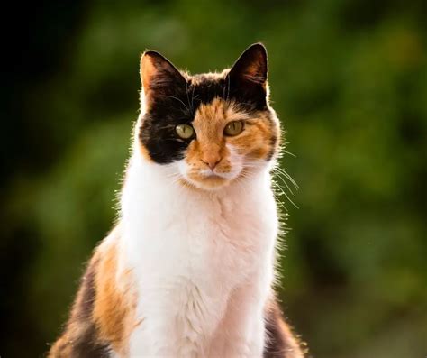 How Much Do Calico Cats Cost All You Need To Know Animals Hq