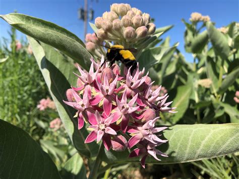 are plants sold as pollinator friendly also pollinator safe the case of milkweed and how to