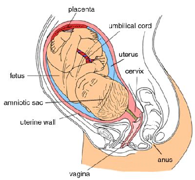 Check spelling or type a new query. How Does A Baby Live Inside The Womb - Baby Viewer