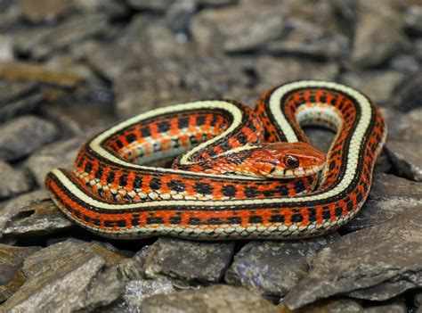 California Red Sided Garter Snake Alan Francis Garter Snakes
