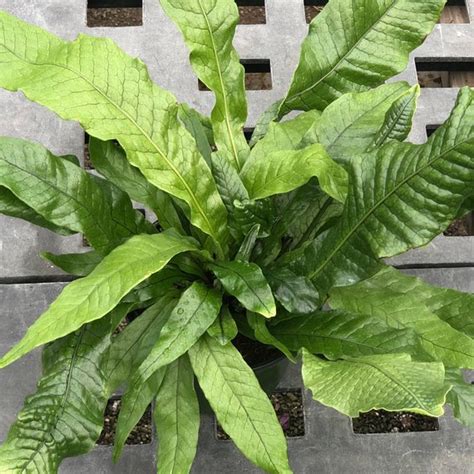 Boston ferns have something of a reputation for being difficult to keep alive; Crocodile Fern | Mirosorum musifolium | Cat safe house ...