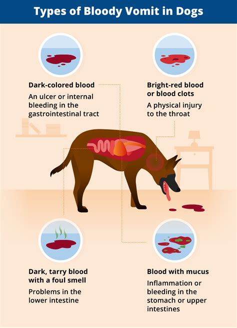 Why Is My Dog Vomiting Blood Canna Pet®