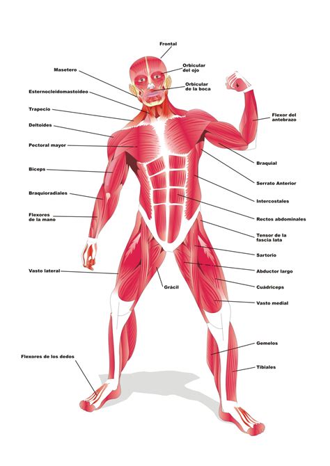 Todas Las Partes Del Sistema Muscular Resumen Con Fotos Sexiz Pix