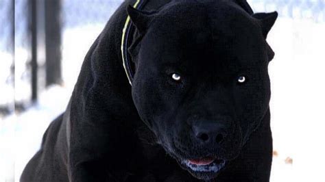 Top 5 Biggest Dog Breeds Youtube Photos