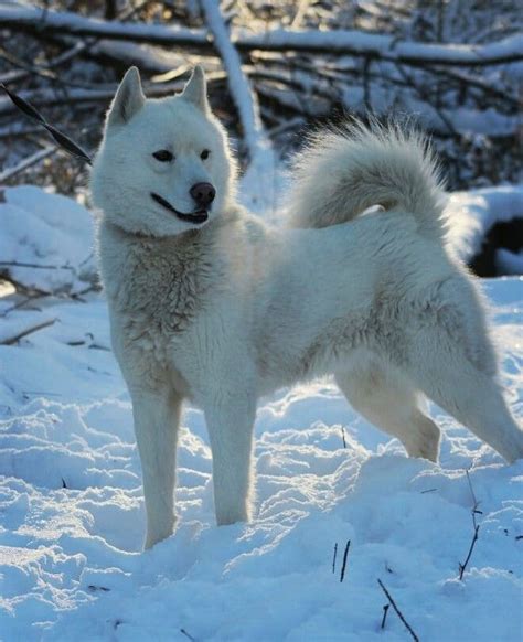 75 Alaskan Husky Dog Names с изображениями