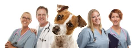 Our home is our dog's safe space and allowing them to stay in it during this moment can be a wonderful thing. Searching for "The Best Vet Near Me?" in 2020 | Dog ...