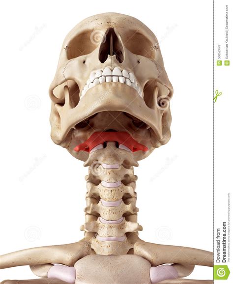 The atlas bone stock illustration. Illustration of human - 56652478