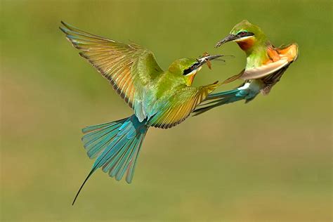 Top 25 Wild Bird Photographs Of The Week 43 National Geographic