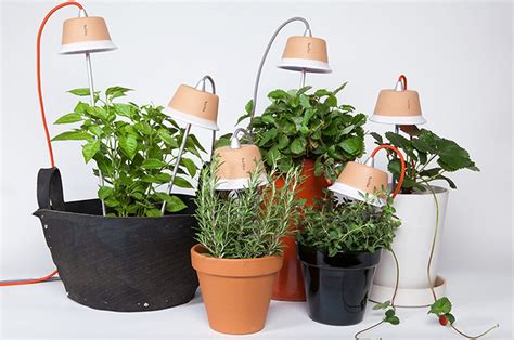 La zamia ( zamioculcas zamifolia) è una pianta d'appartamento sempreverde molto comune. Come coltivare le piante con poca luce in casa - CASAfacile