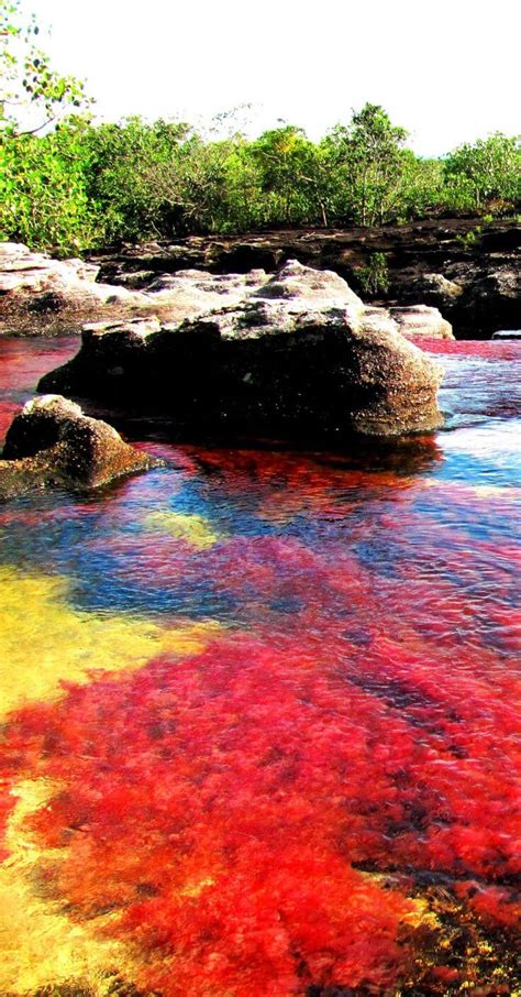 To the other seasons a trip to the river but also very exciting. Caño Cristales, Colombia