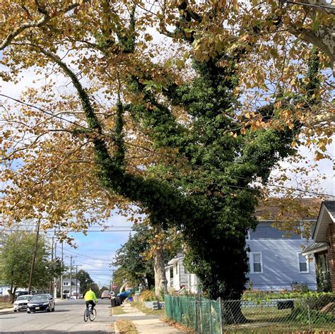 Millions Of Trees At Risk In Northern Virginia Introducing Tree Rescuers