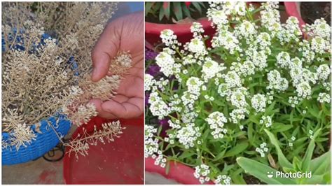 How To Collect And Store Sweet Alyssum Seeds Fun Gardening Youtube