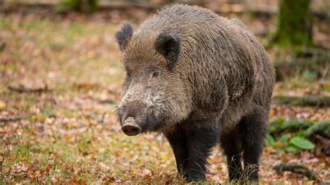 It is the wild ancestor of the domestic pig, an animal with which it freely hybridises. チェルノブイリの負の遺産を背負うドイツの野生イノシシの現状 - GIGAZINE