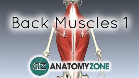 The spinal cord gives off various spinal nerves at each spinal level to allow for sensory/motor innervation. Extrinsic Muscles of the Back • Musculoskeletal • AnatomyZone