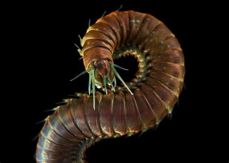 Aquatilis Expedition On Twitter Deep Sea Creatures Underwater Wild