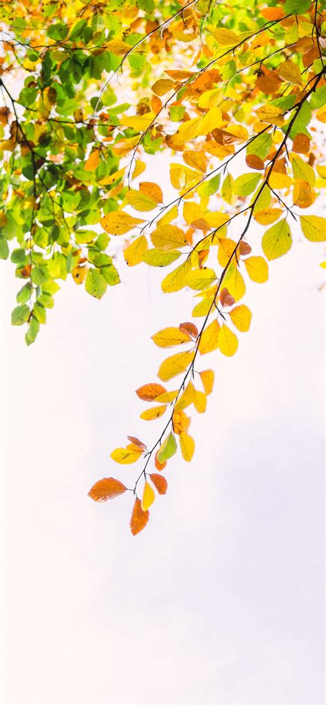 Download Autumn Iphone Yellow And Green Foliage Wallpaper