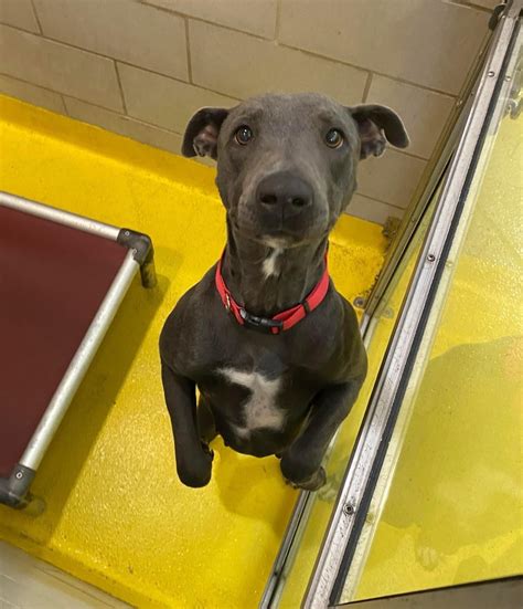 Daisy came to the shelter with 3 pups. She is looking for home. Her